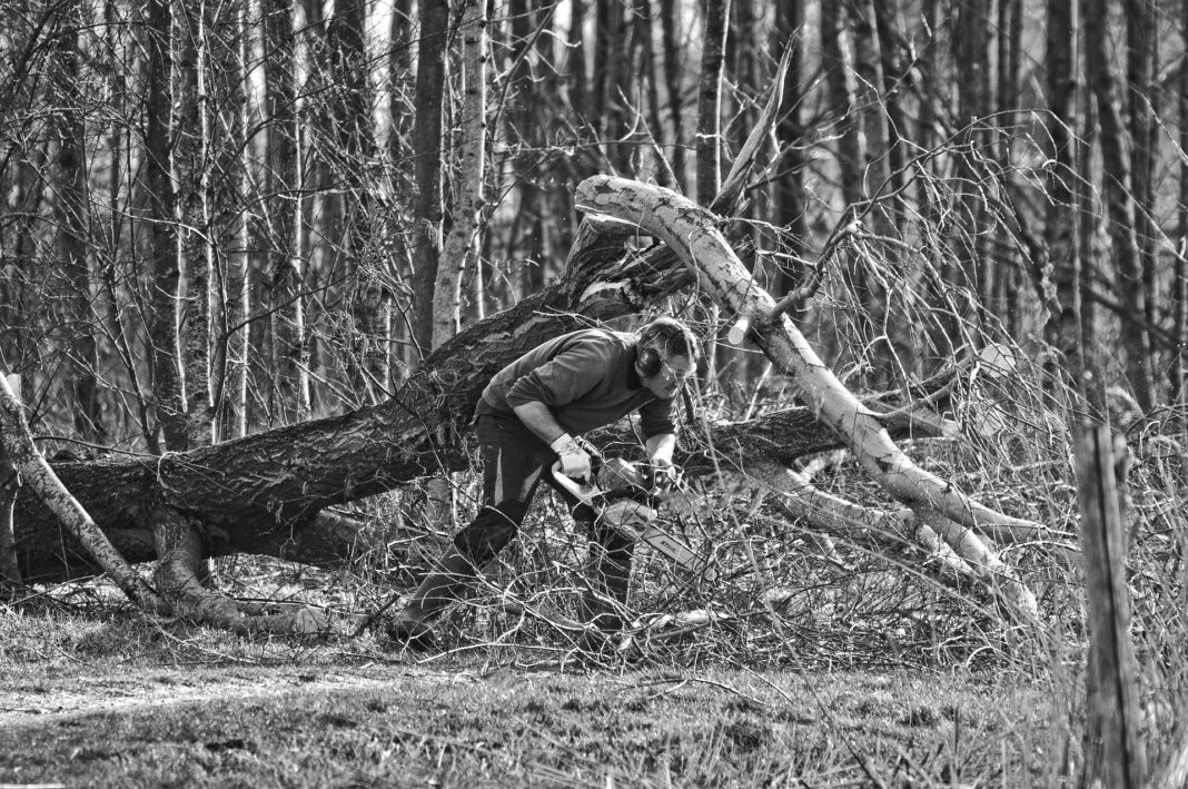 podiranje dreves 1